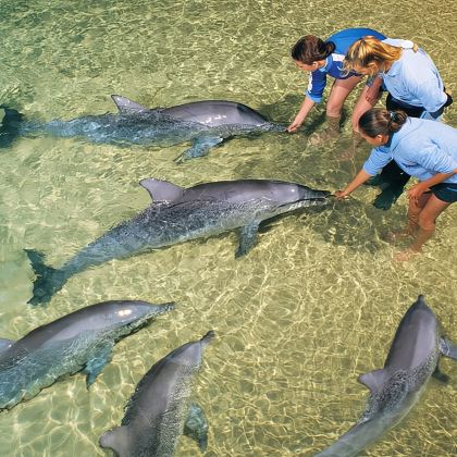 布里斯班莫顿岛一日游【海豚岛丨项目5选1丨可选观海豚喂海豚】