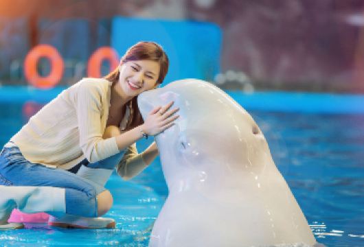 天津极地海洋公园+滨海图书馆+老码头包车一日游│10小时包车【全程包车、天津市区上门接送、省心、省时、省力！】