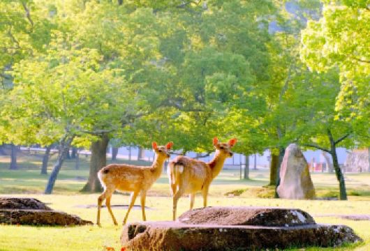日本京都奈良一日游【9人小团接送可选|中文服务|纯玩】【[9人精品团接送可选]天天发团，集合点套餐1人起订，接送套餐2人起订】