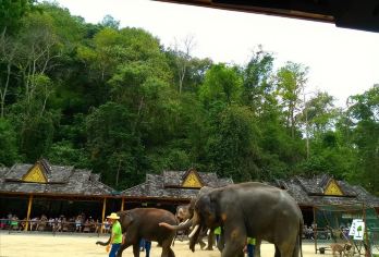 【店铺主页先领红包再下单】野象谷+西双版纳原始森林公园一日游【专注服务 用心接待好每一位游客】