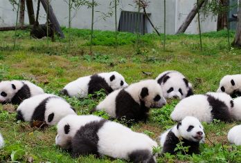 卧龙中华大熊猫苑一日游【包车游，时间自由，拍1份=1辆车】【安全方便，自由自在；】