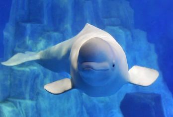 大连老虎滩海洋公园+星海广场+威尼斯（赠帆船出海+独立团 ）【[独立包团]独立成团，不拼人，专车专导，只为您一家服务，当地老司机安全驾驶。】