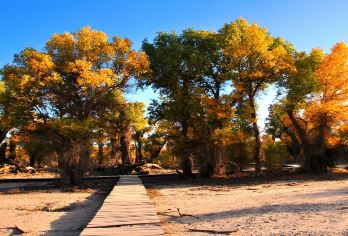 库车出发轮台塔里木胡杨林公园1日游（上门接送，小车团，纯玩）【▼体验原汁原味的南疆自然人文风情！感受塔克拉玛干沙漠的荒凉人生！打卡沙漠公路】