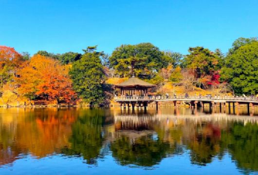 奈良公园+岚山+金阁寺+伏见稻荷大社一日游【含餐】【奈良公园与小鹿互动，感受古都氛围；漫步岚山竹林，欣赏渡月桥与自然美景。】