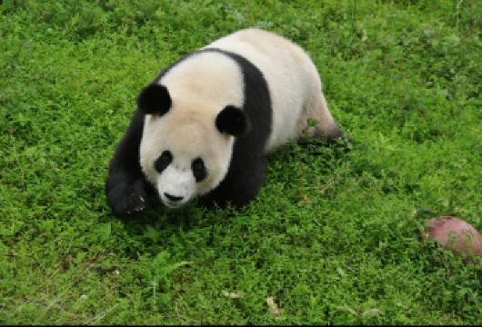 熊猫谷+都江堰含讲解+仰天窝+夜景蓝眼泪一日游【[小团出行，行程时间灵活]】