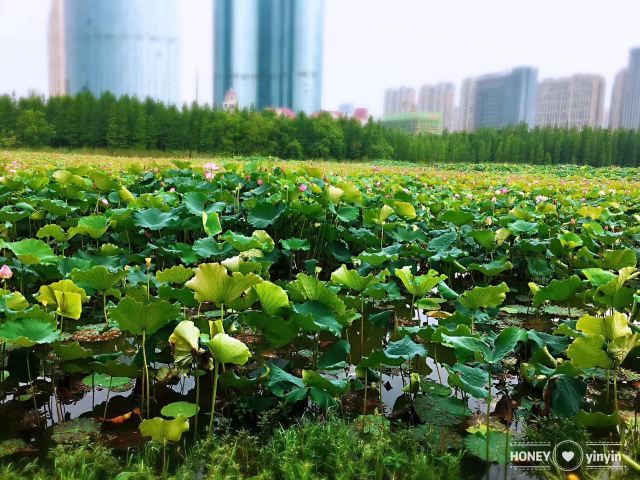 艾溪湖森林湿地公园旅行图片 1