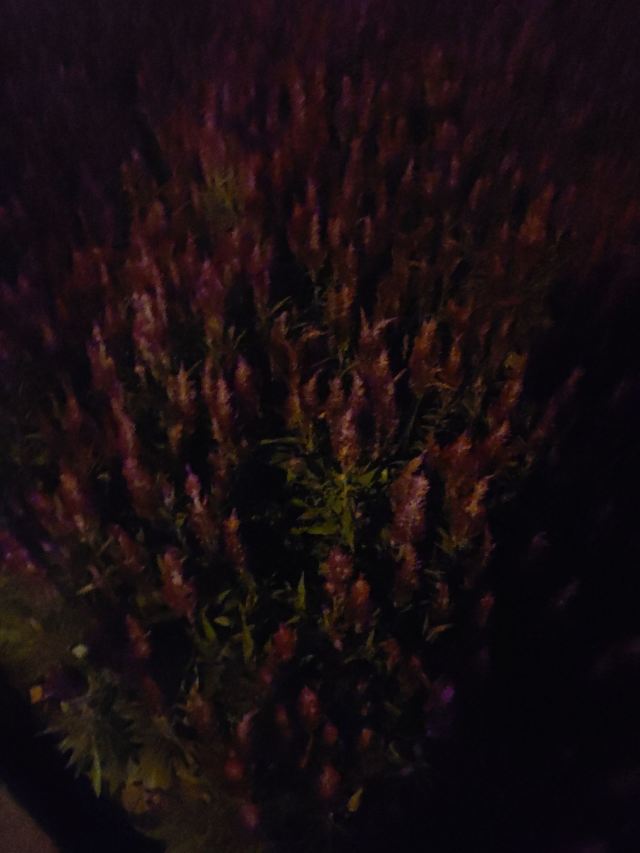 中心广场旅行图片 3