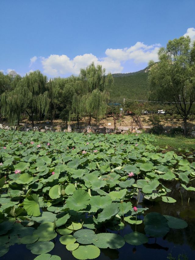 金山公园旅行图片 1