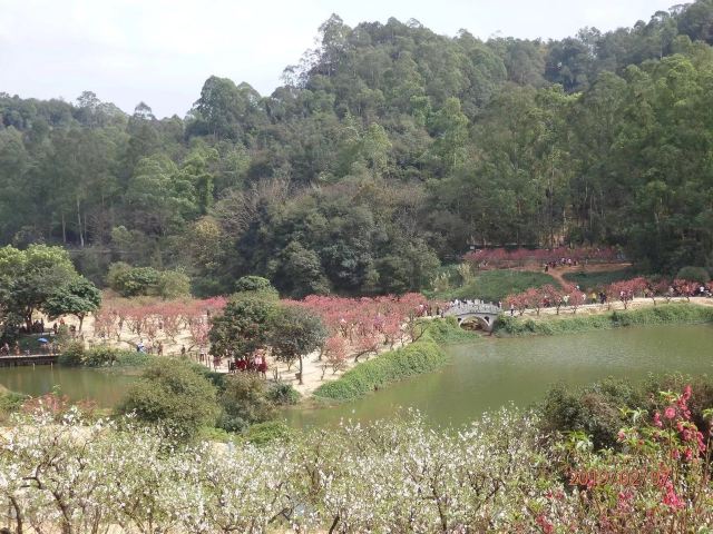 南国桃园旅行图片 4