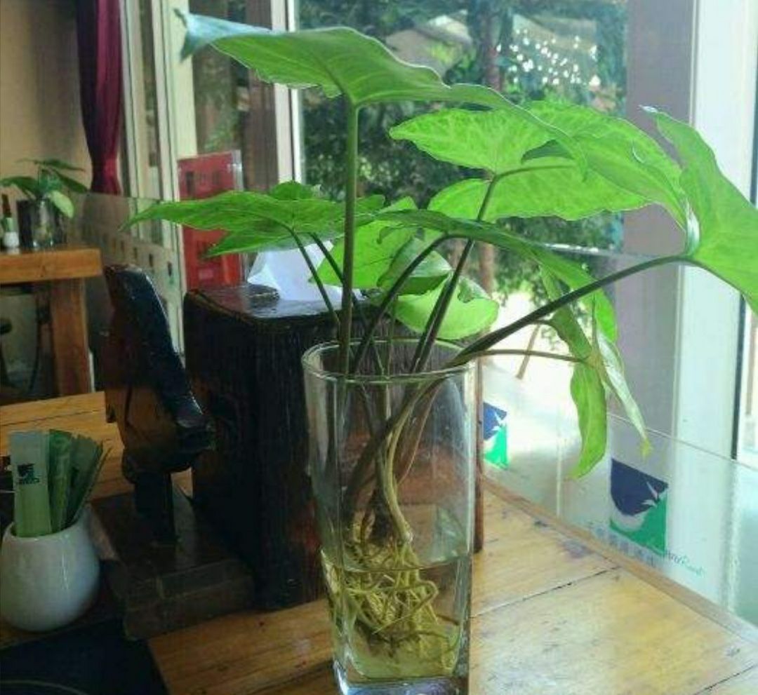 千帆碧湾大酒店-餐厅餐厅图片