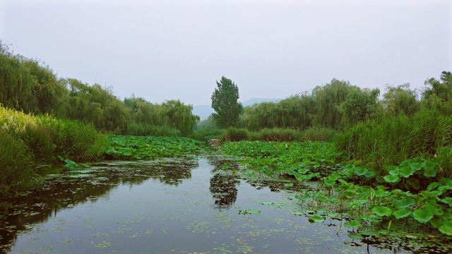 李村河生态全景示范园旅行图片