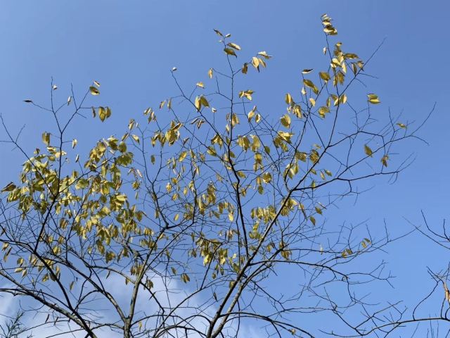 川西红枫岭旅行图片 2