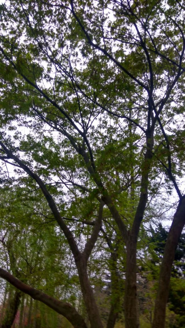 青岛市海泊河公园旅行图片 1