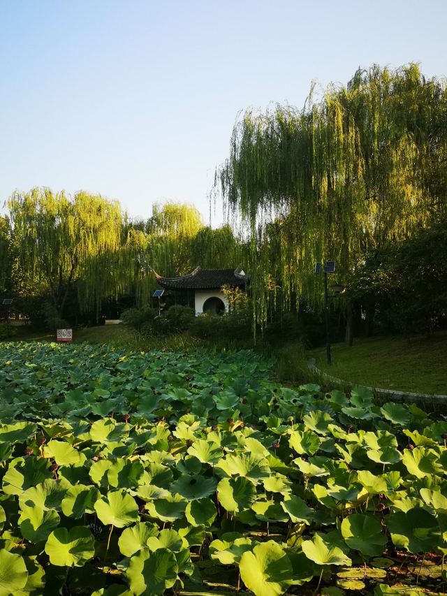 花博会主题公园旅行图片 8
