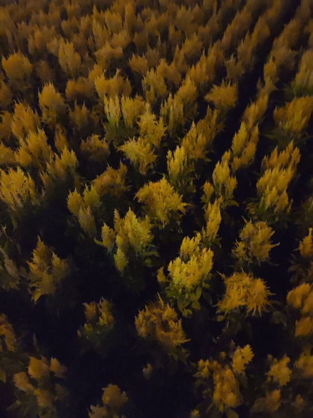 中心广场旅行图片 4