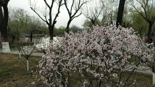 宣化人民公园旅行图片 5