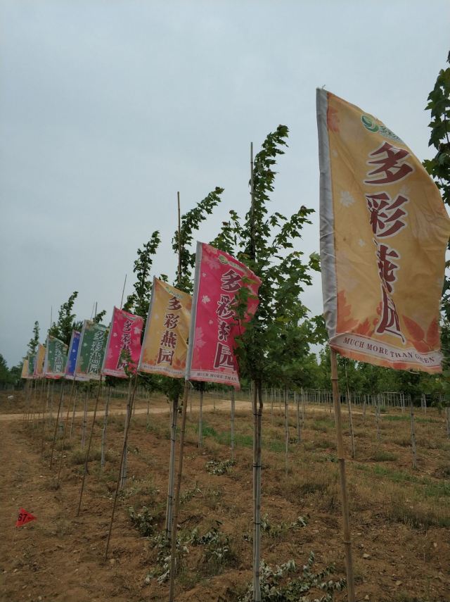 大连多彩燕园名校名树主题公园旅行图片 1