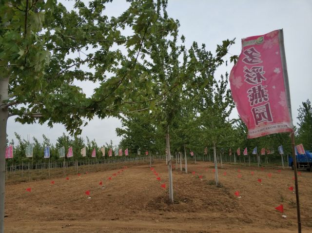 大连多彩燕园名校名树主题公园旅行图片 3