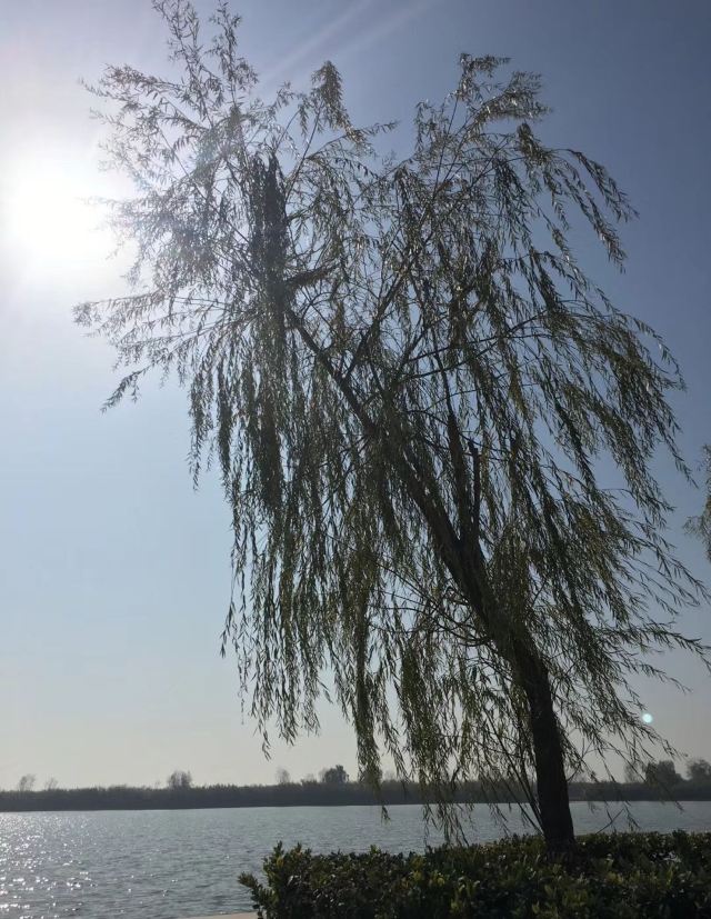 巢湖湿地旅行图片 2