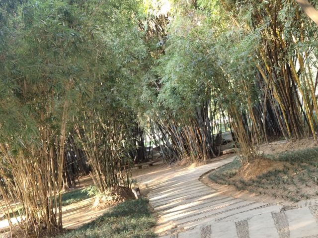 北滘公园旅行图片 5
