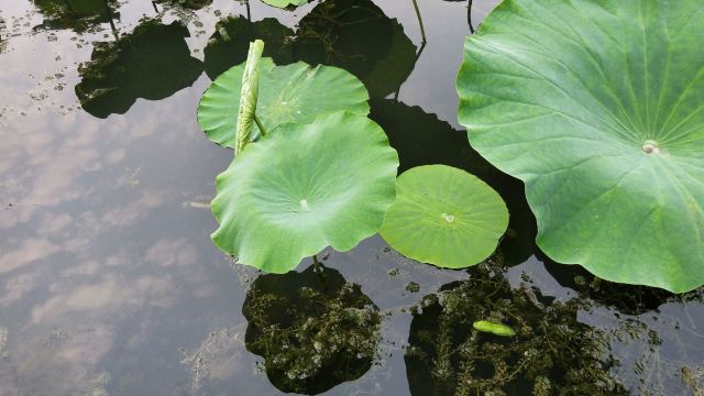 李村河生态全景示范园旅行图片 2