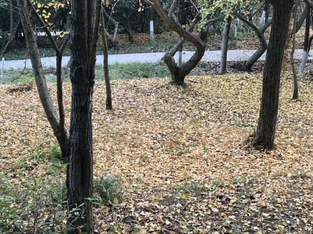 南岭植物园旅行图片 5