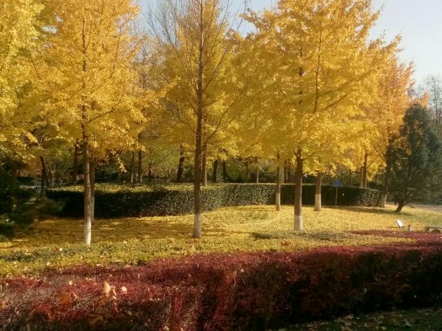 阳光星期八公园旅行图片 1