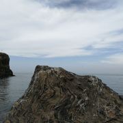 青海湖鸟岛景区(不对外开放)旅行图片 2
