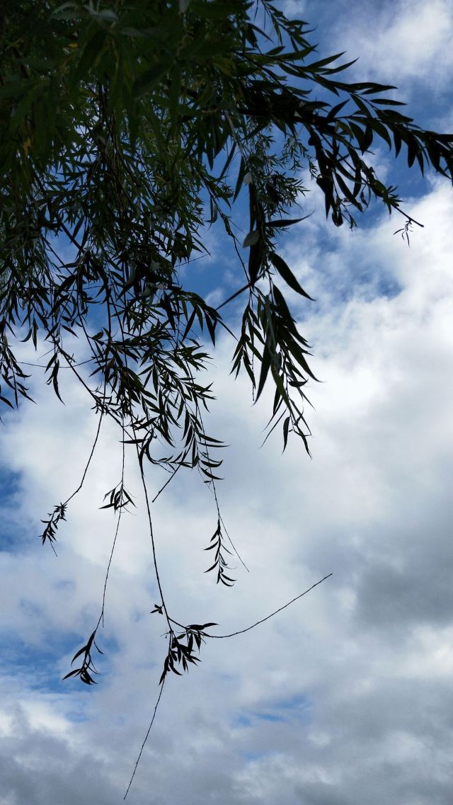 李村河生态全景示范园旅行图片 3