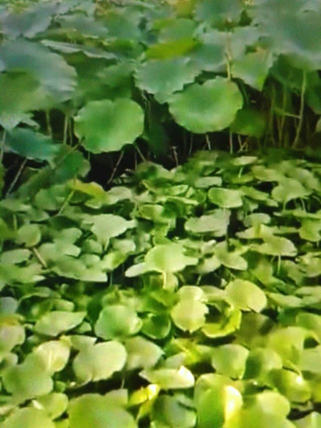 李村河生态全景示范园旅行图片 2