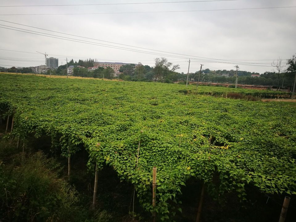 紫鹊渔村餐厅图片