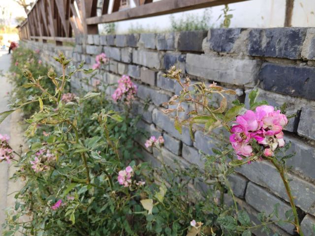 佘村明清代建筑群旅行图片 9