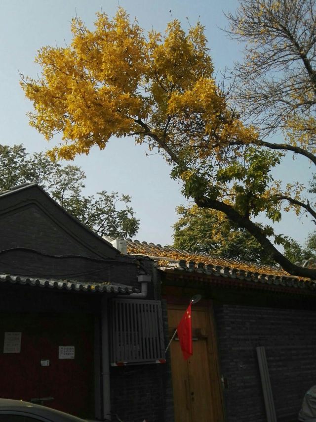 北锣鼓巷旅行图片 3