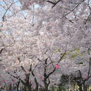 名古屋鹤舞公园攻略 鹤舞公园门票价格多少钱 团购票价预定优惠 景点地址图片 携程攻略 名古屋鹤舞公园攻略 鹤舞公园门票价格多少钱 团购票价预定优惠 景点地址图片 携程攻略