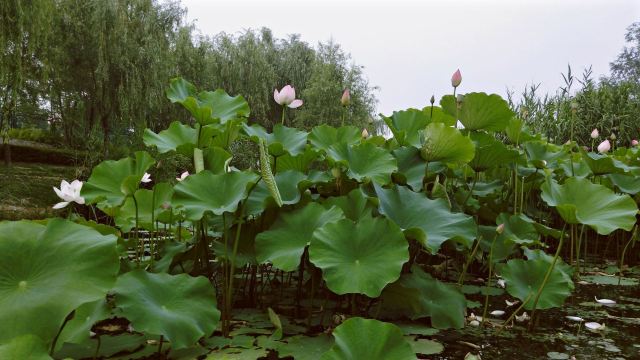 李村河生态全景示范园旅行图片 5