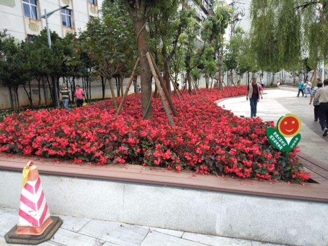 个旧市金湖公园旅行图片 5