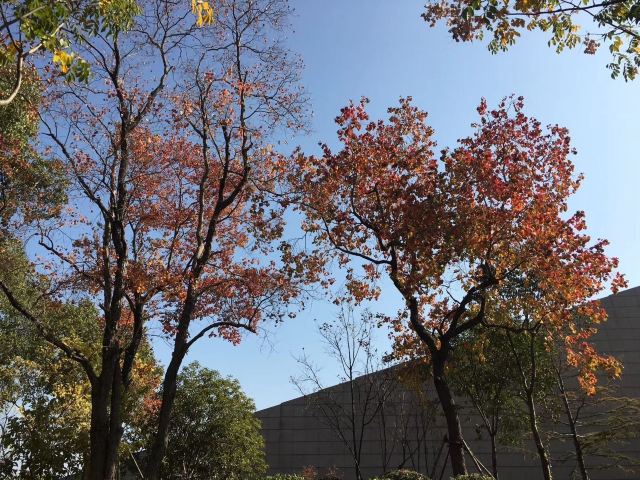 巢湖湿地旅行图片 4