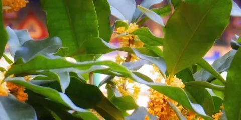 隨陽天然植物園