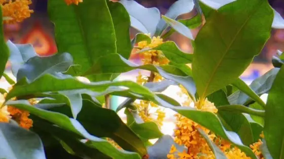 隨陽天然植物園