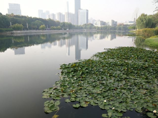 后襄河公园旅行图片 3