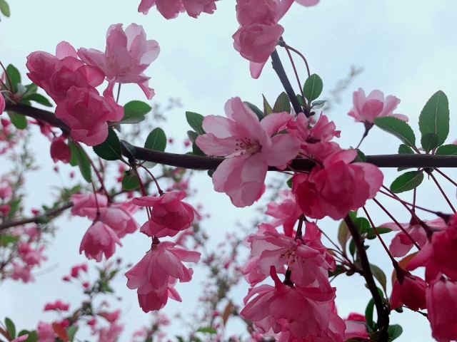 李村河生态全景示范园旅行图片 3
