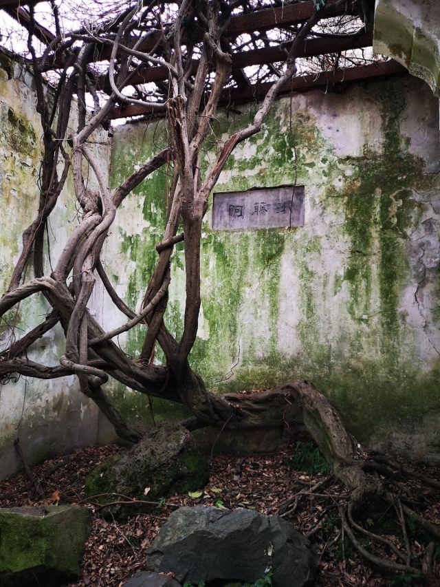 青藤书屋旅行图片 1