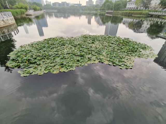 后襄河公园旅行图片 4