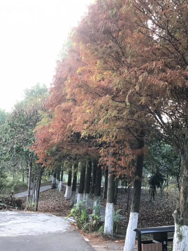南岭植物园旅行图片 6