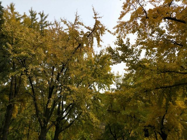 石景山古城公园旅行图片 1