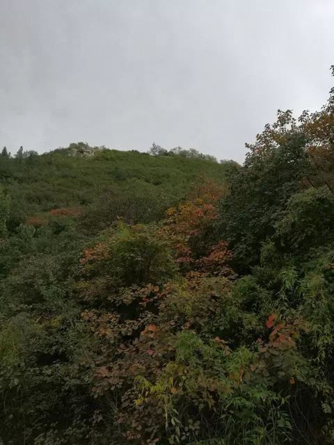 崛围山旅行图片 3