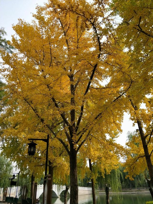 石景山古城公园旅行图片 3
