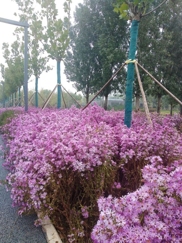 奥北森林公园二期北区旅行图片 5
