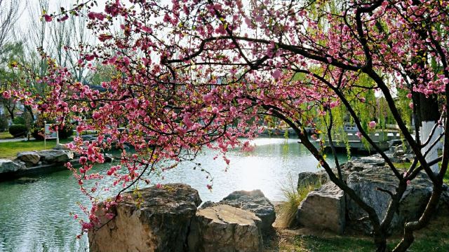 宣化人民公园旅行图片 6