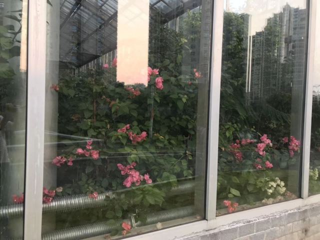 南岭植物园旅行图片 7
